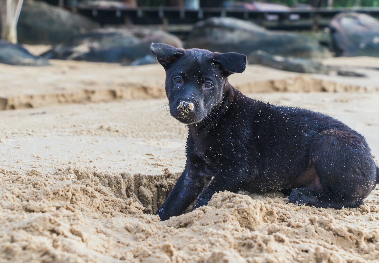 Antigua Dog Adoption