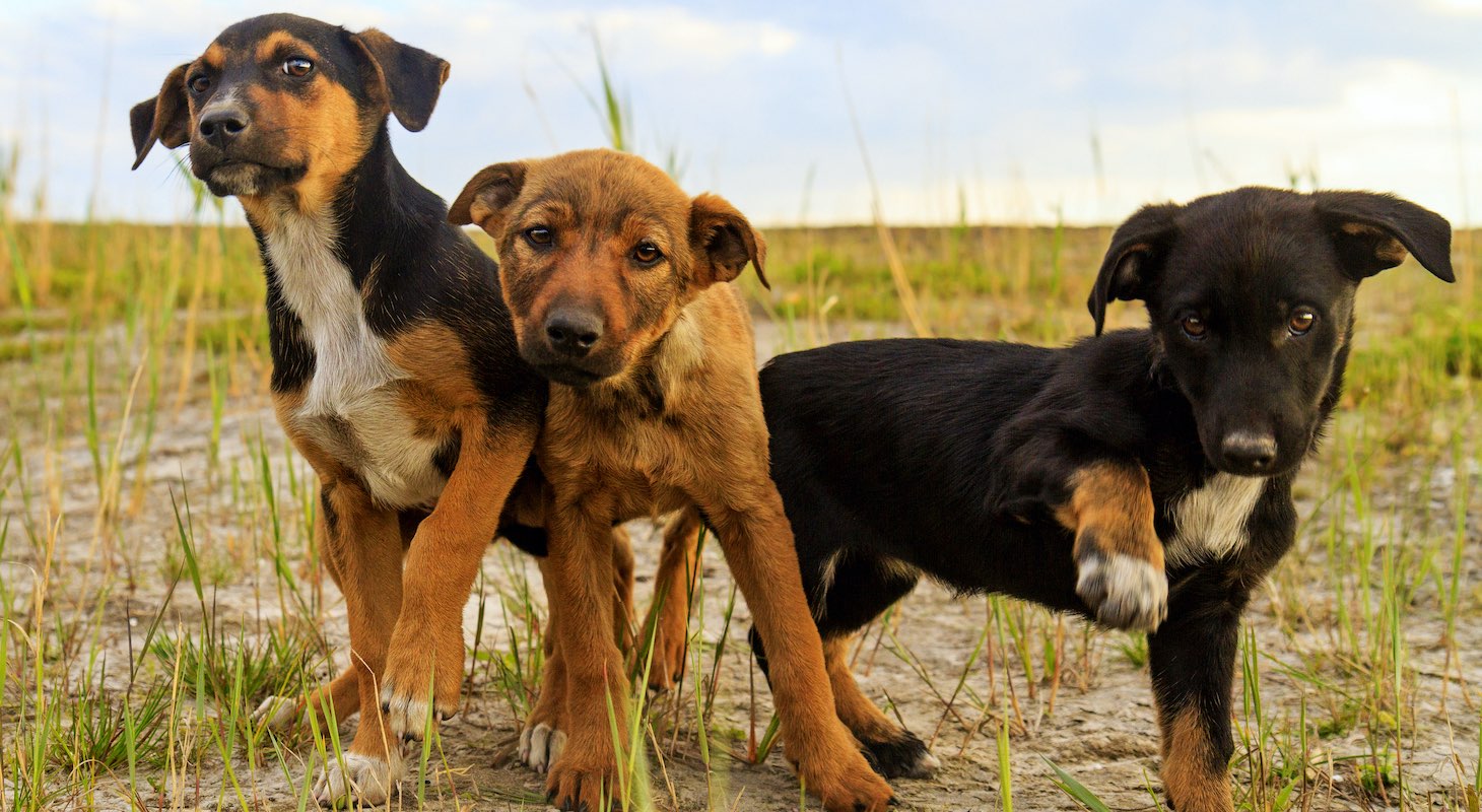 Antiguan Foster Animals