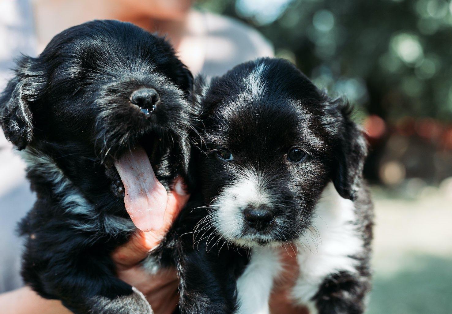 dog adoption in Antigua