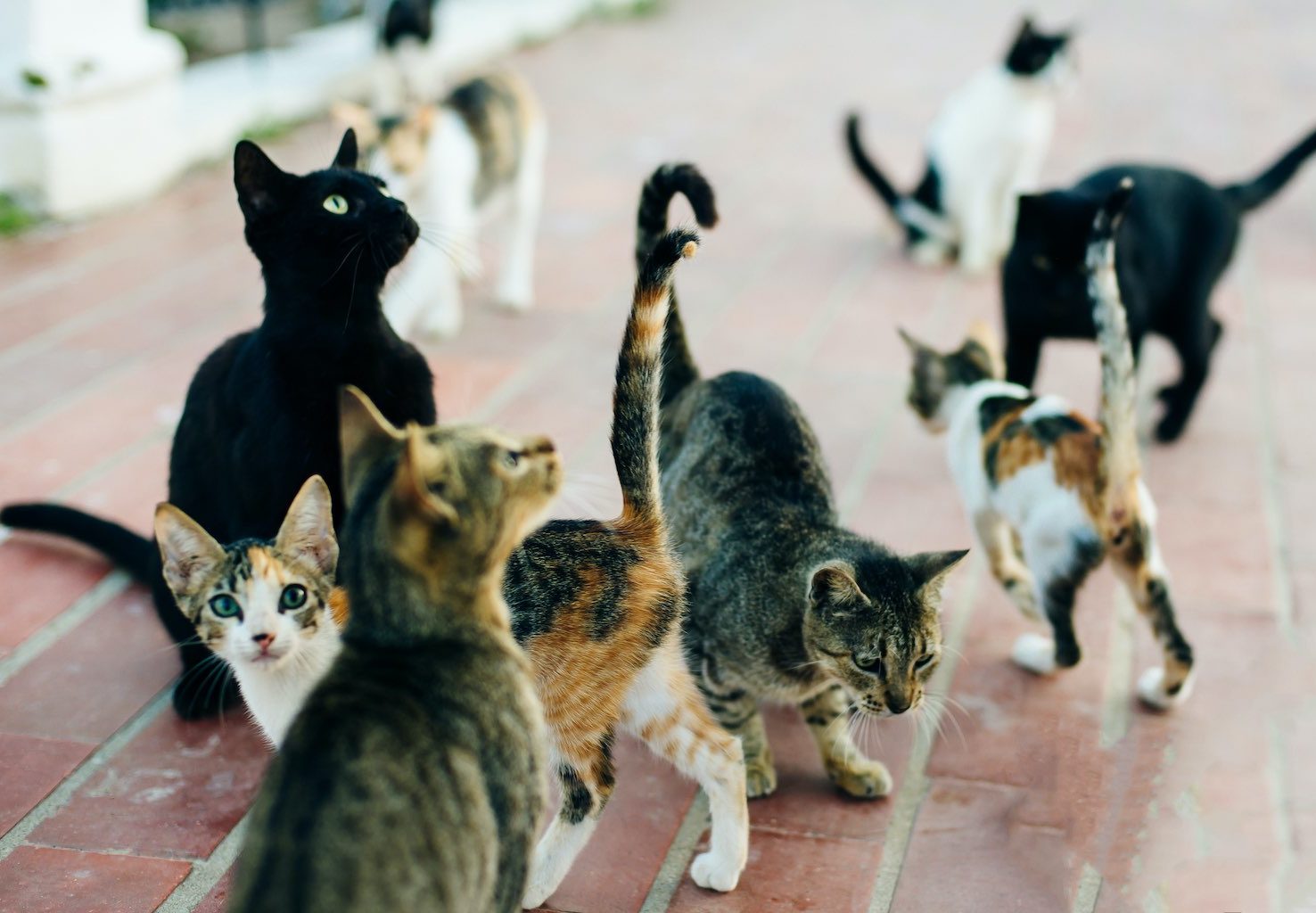 cats need a home in Antigua