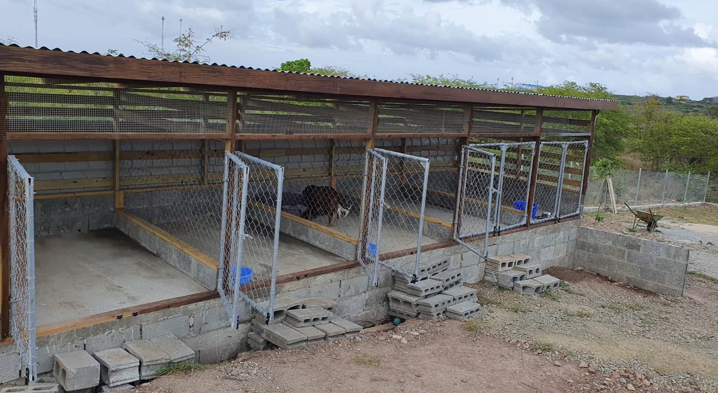 Antigua dog and cat sanctuary