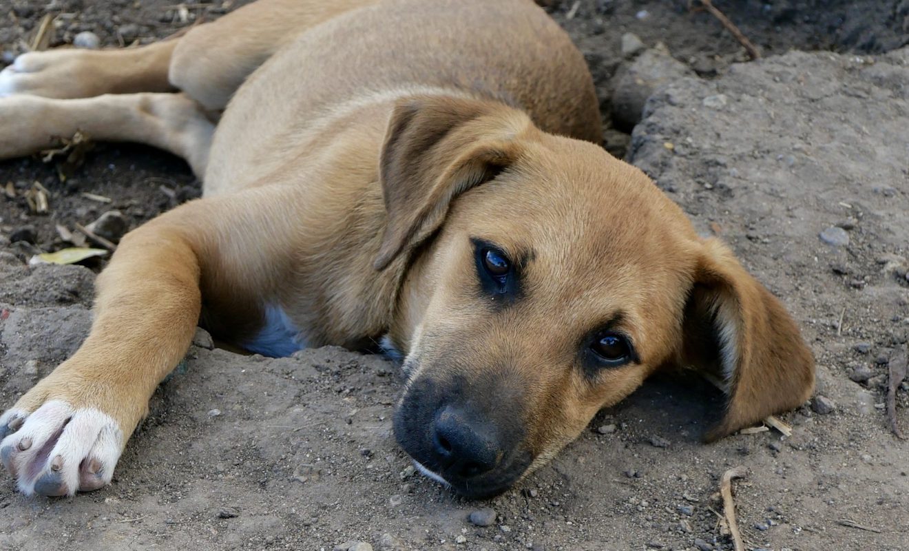 adopt a caribbean dog