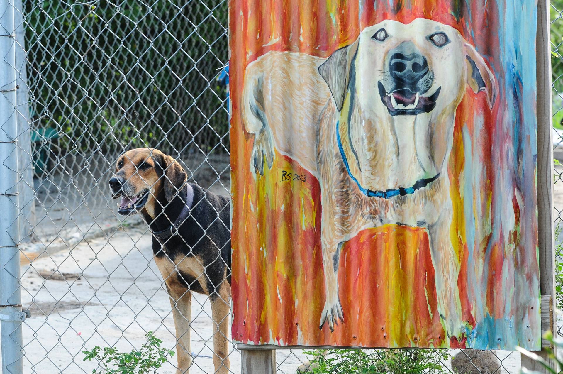 dog and cat adoption